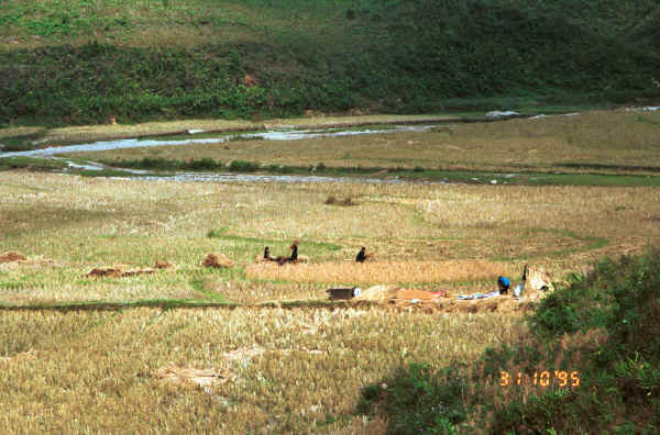 Jpeg 37K Black Hmong harvesting the rice in the fields at the bottom of a valley in the hills around Sa Pa, Lao Cai Province 9510K20.JPG