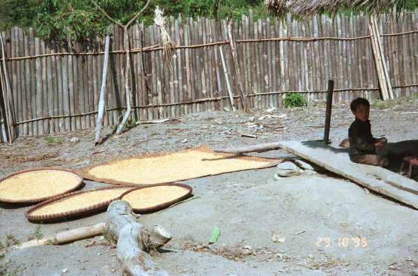 Spreading the rice out to dry in the sun in a Green Hmong village  Lai Chau province, northern Vietnam 9510g08.jpg